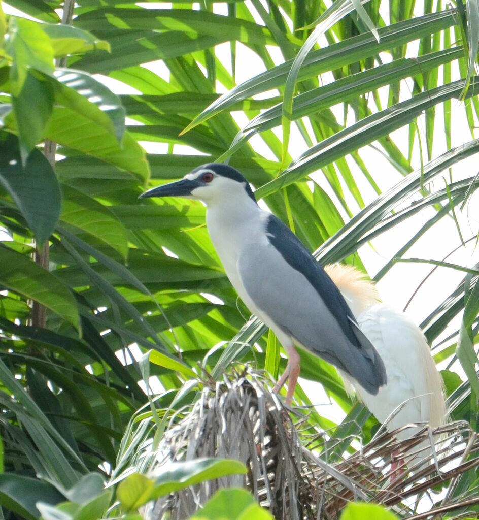 Black-crowned Night Heronadult