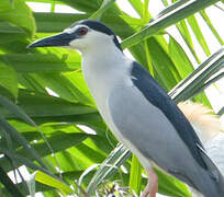 Black-crowned Night Heron