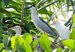 Black-crowned Night Heron