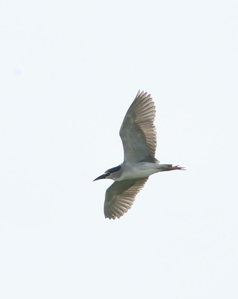 Black-crowned Night Heronadult, Flight