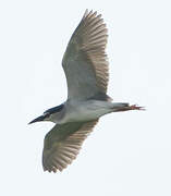 Black-crowned Night Heron