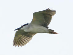 Black-crowned Night Heron