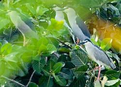 Black-crowned Night Heron