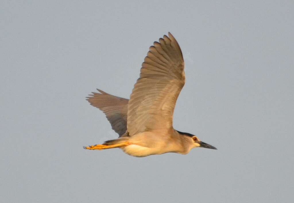 Black-crowned Night Heronadult, Flight