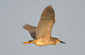 Black-crowned Night Heron