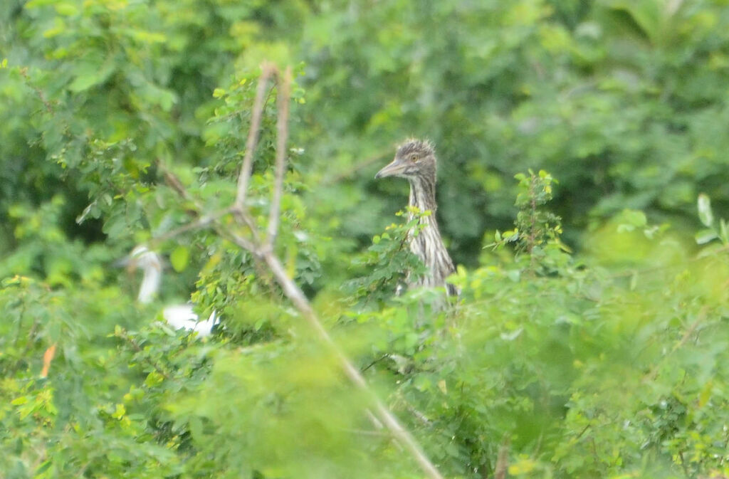 Black-crowned Night Heronjuvenile