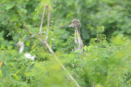 Black-crowned Night Heron