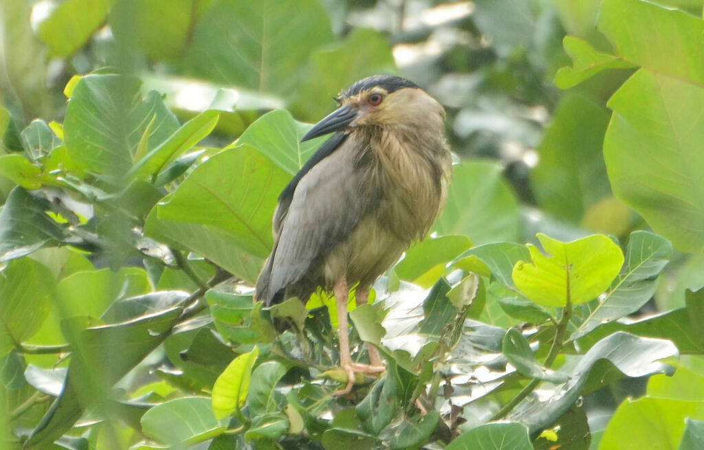 Black-crowned Night Heronsubadult