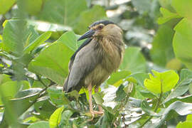 Black-crowned Night Heron