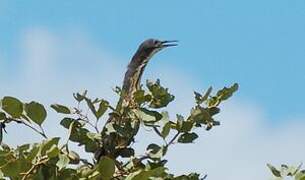 Dwarf Bittern