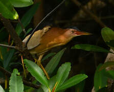 Little Bittern