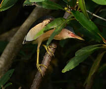 Little Bittern