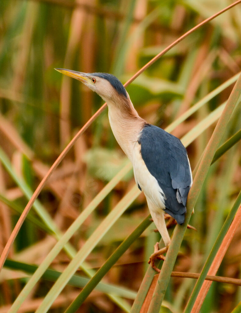 Little Bitternadult, identification