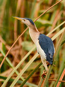 Little Bittern