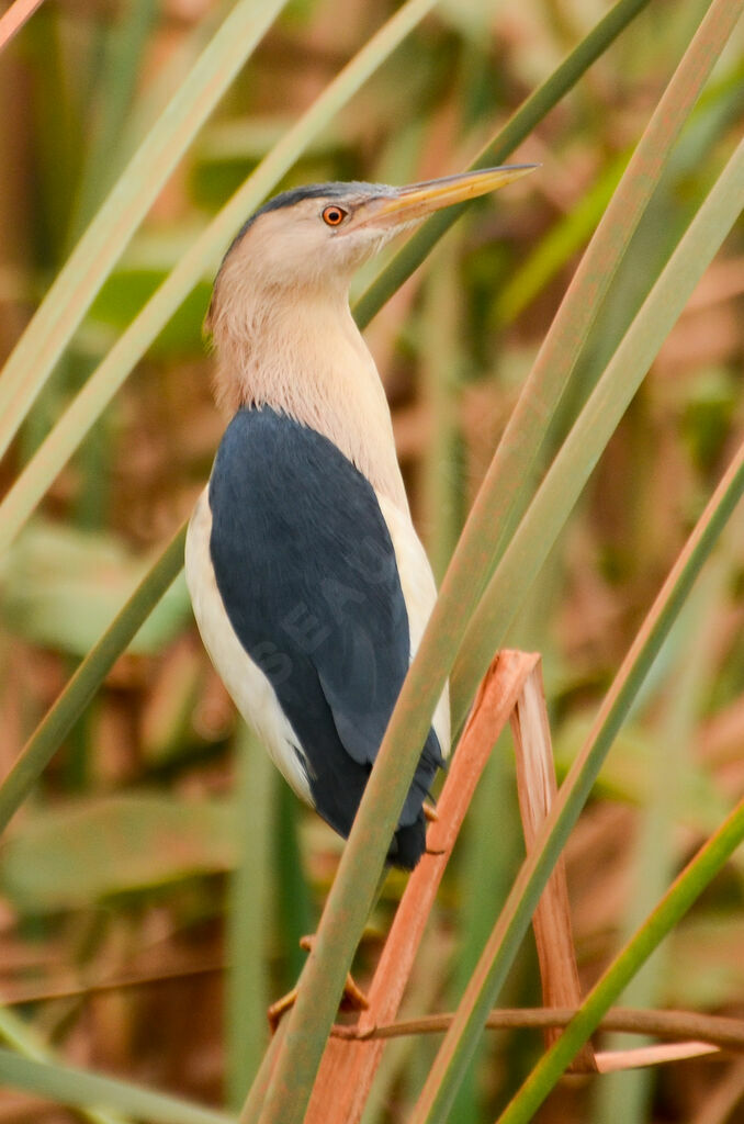 Blongios nainadulte, identification