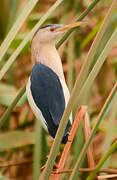 Little Bittern