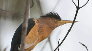 Little Bittern