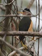 Little Bittern