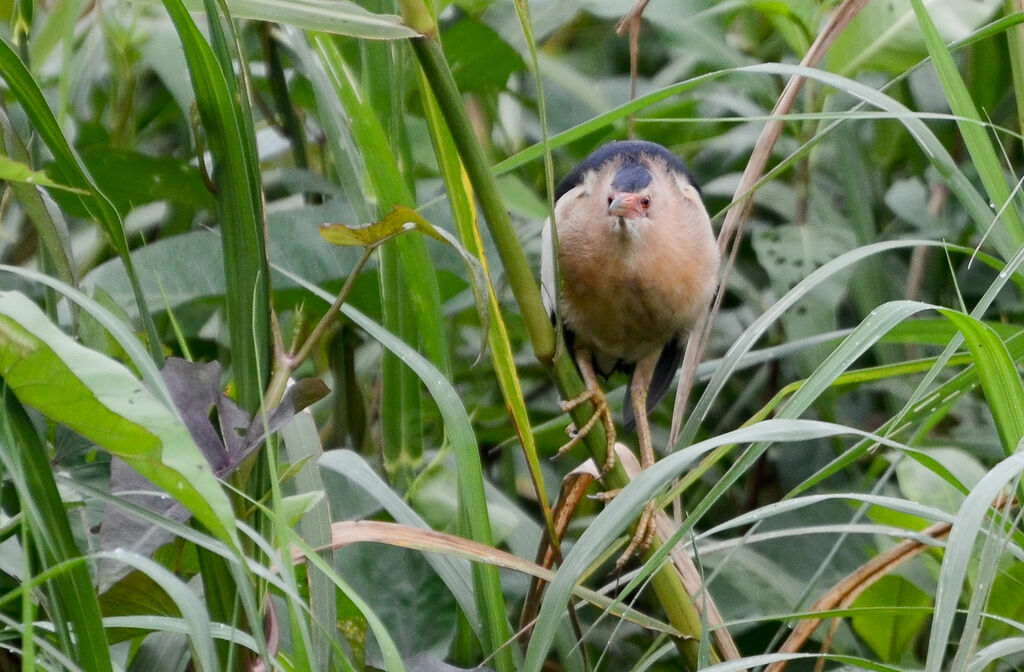 Little Bitternadult, identification