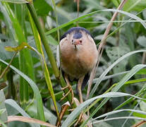 Little Bittern