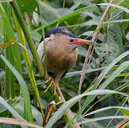 Little Bittern