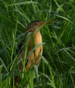 Little Bittern