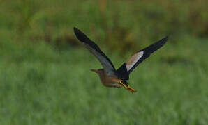 Little Bittern