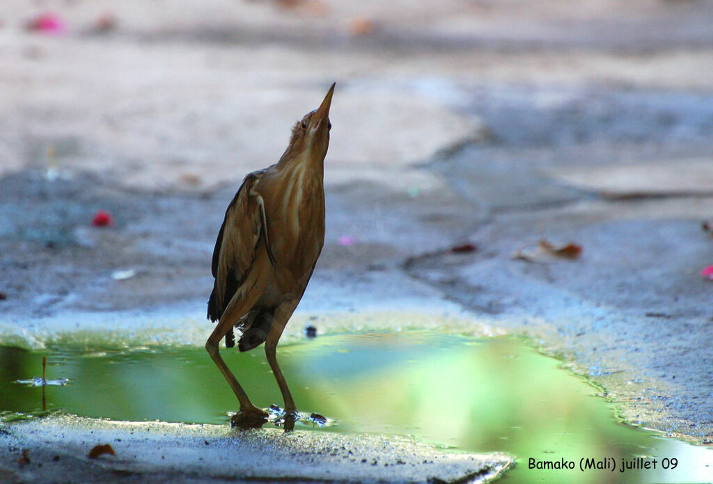 Little Bittern male