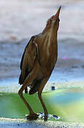 Little Bittern