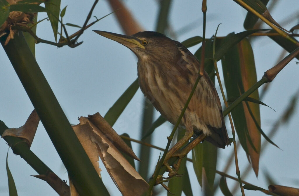 Blongios nainimmature, identification