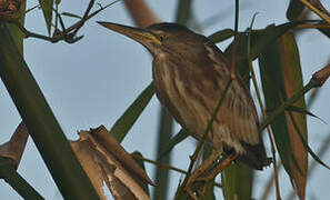 Little Bittern