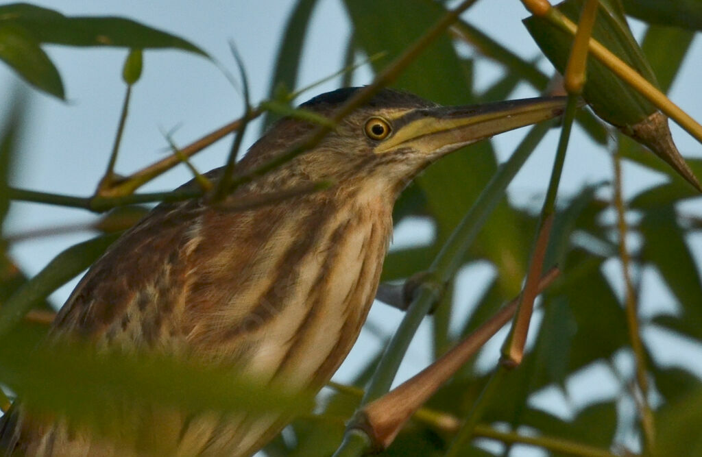 Little Bitternimmature, close-up portrait