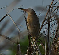 Little Bittern