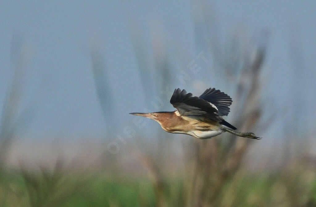 Little Bitternadult, Flight