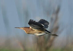 Little Bittern