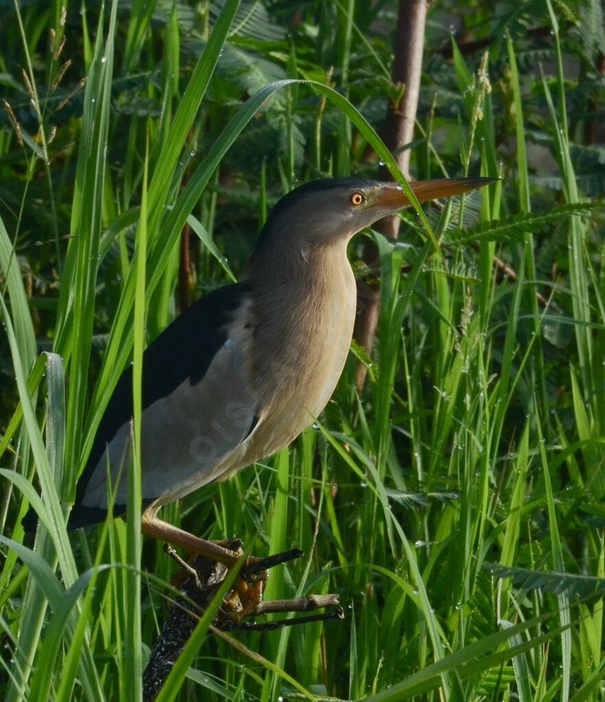 Blongios nainadulte, identification