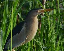 Little Bittern