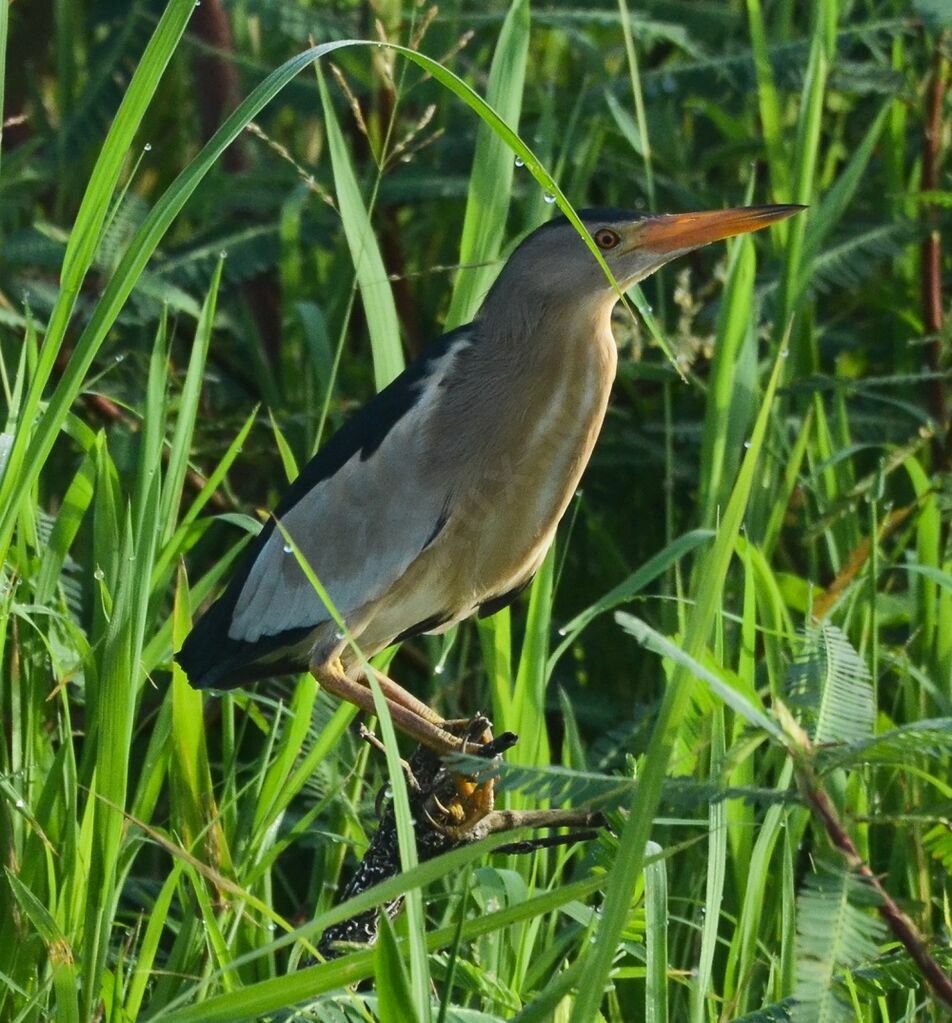 Blongios nainadulte, identification