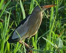 Little Bittern