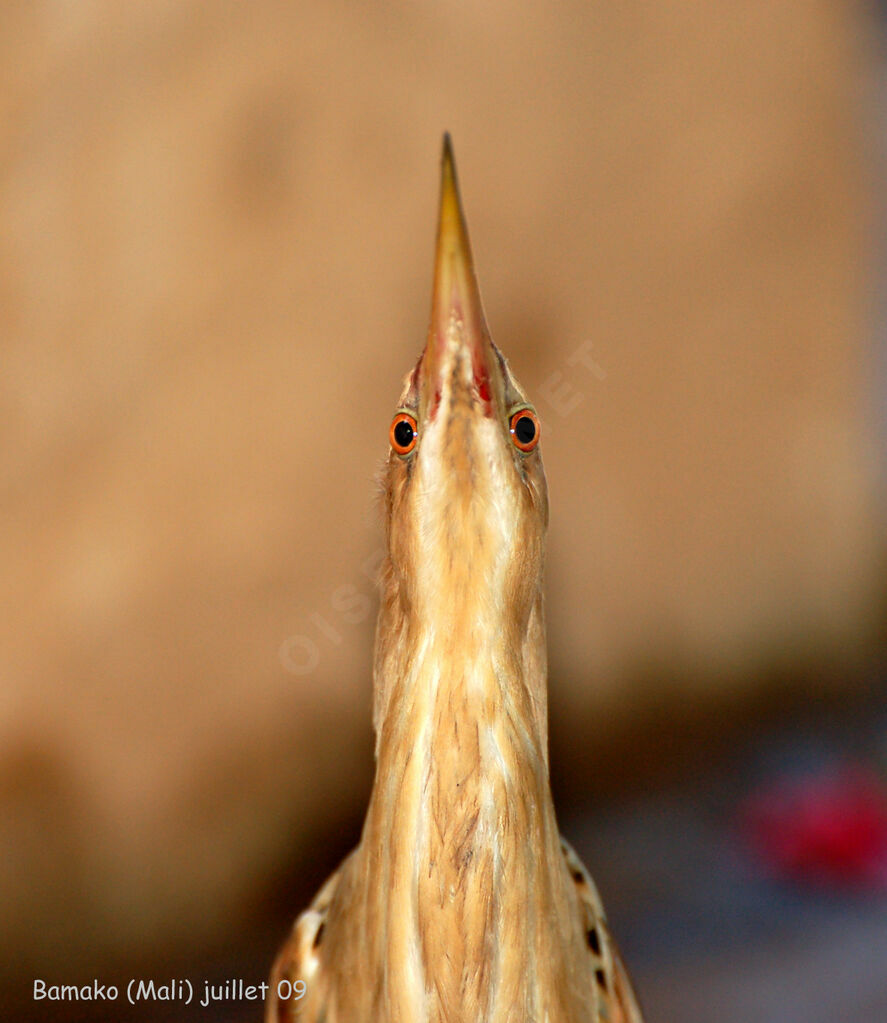 Little Bittern male