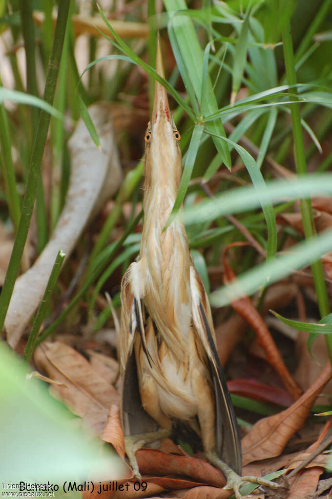 Blongios nainadulte, portrait, camouflage, Comportement