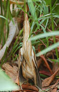 Little Bittern