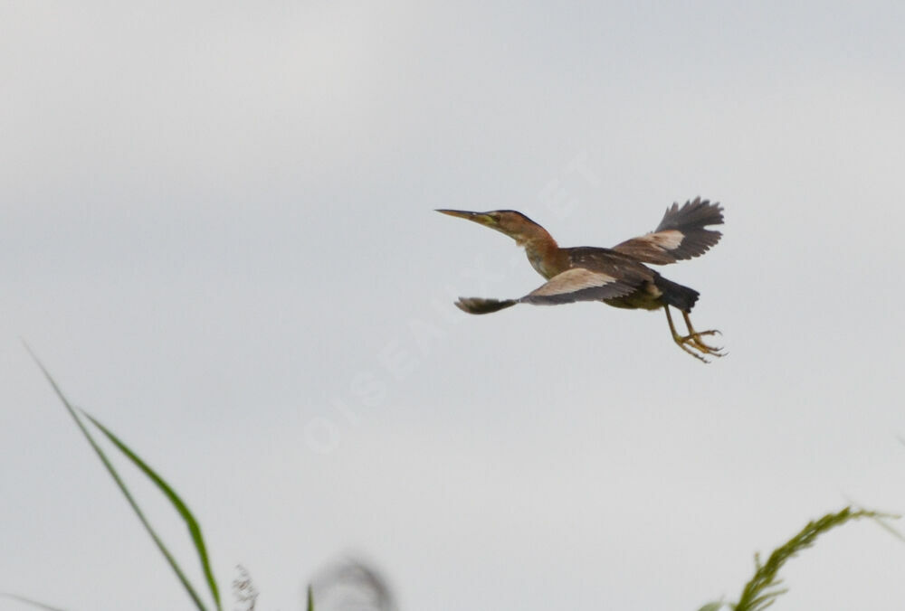 Little Bittern