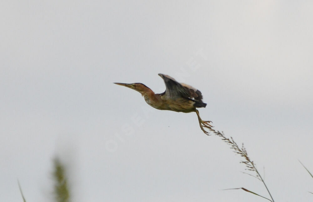 Little Bittern