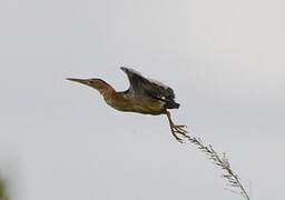 Little Bittern