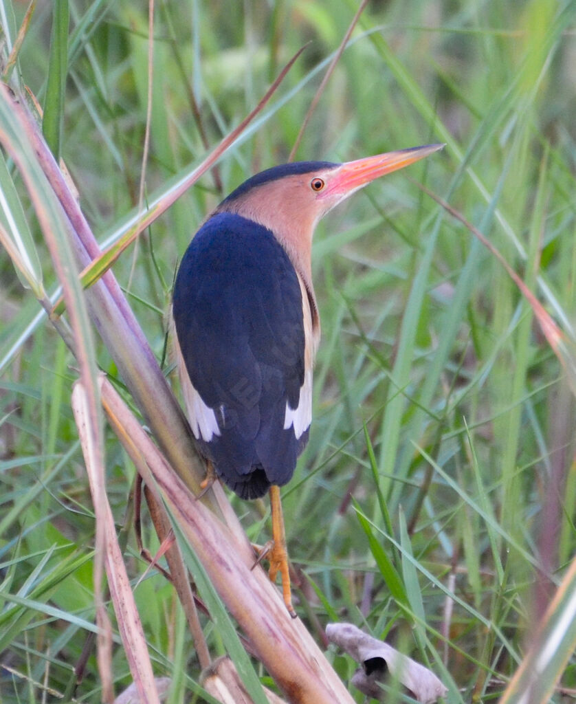 Little Bitternadult, identification