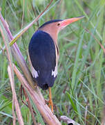 Little Bittern