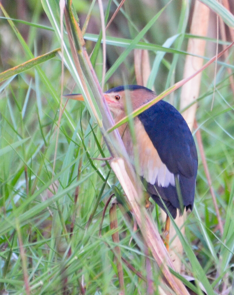 Little Bitternadult, identification