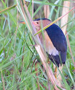 Little Bittern