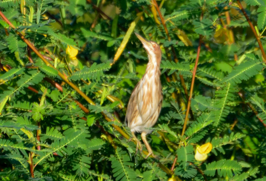 Little Bitternimmature, identification